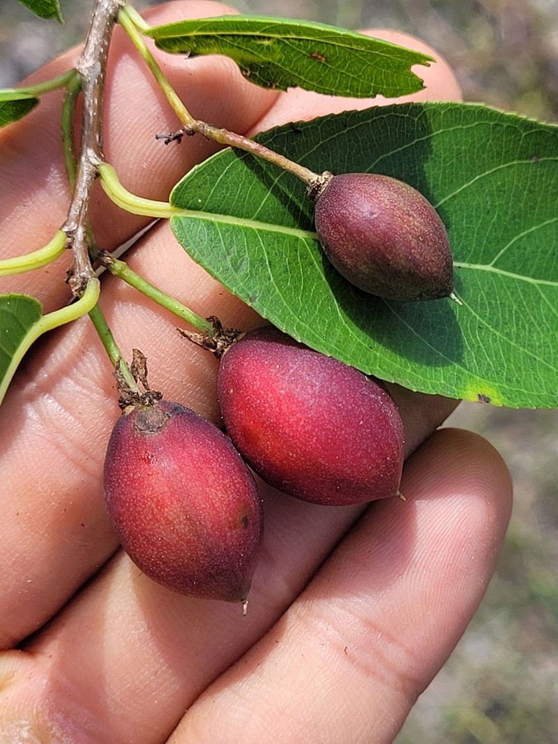 Casearia americana photo 6