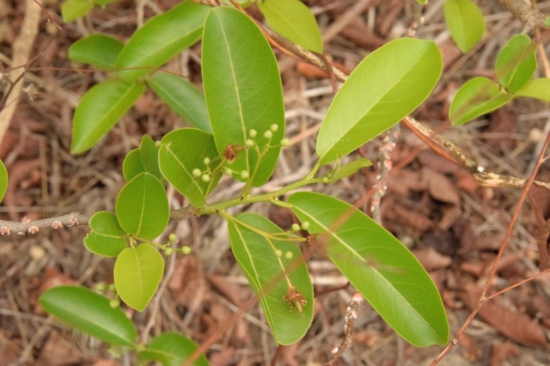 Casearia americana photo 7