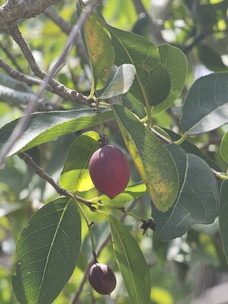 Casearia americana photo 8