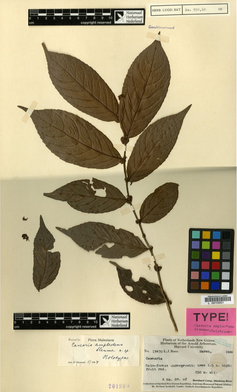 Casearia amplectens