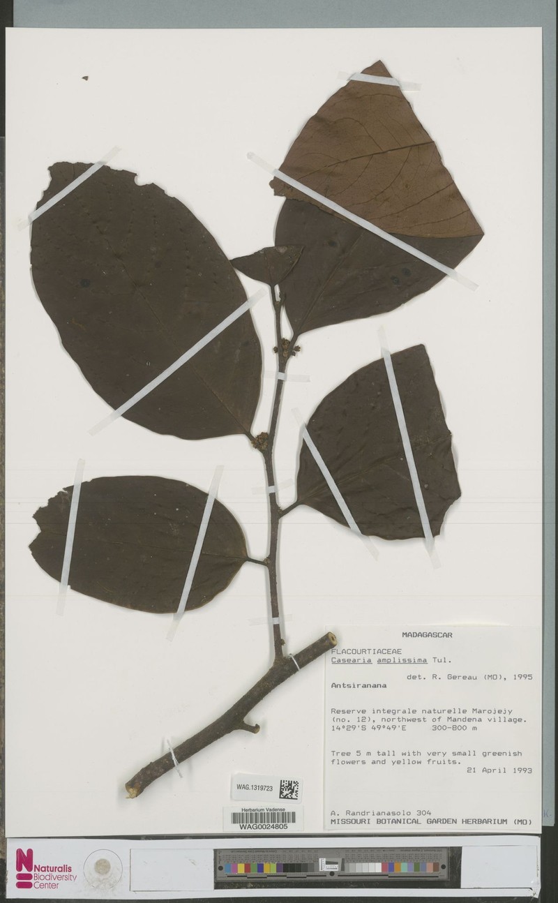 Casearia amplissima