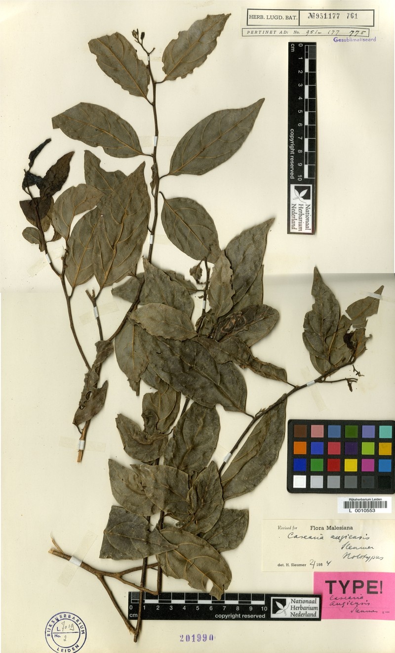 Casearia angiensis