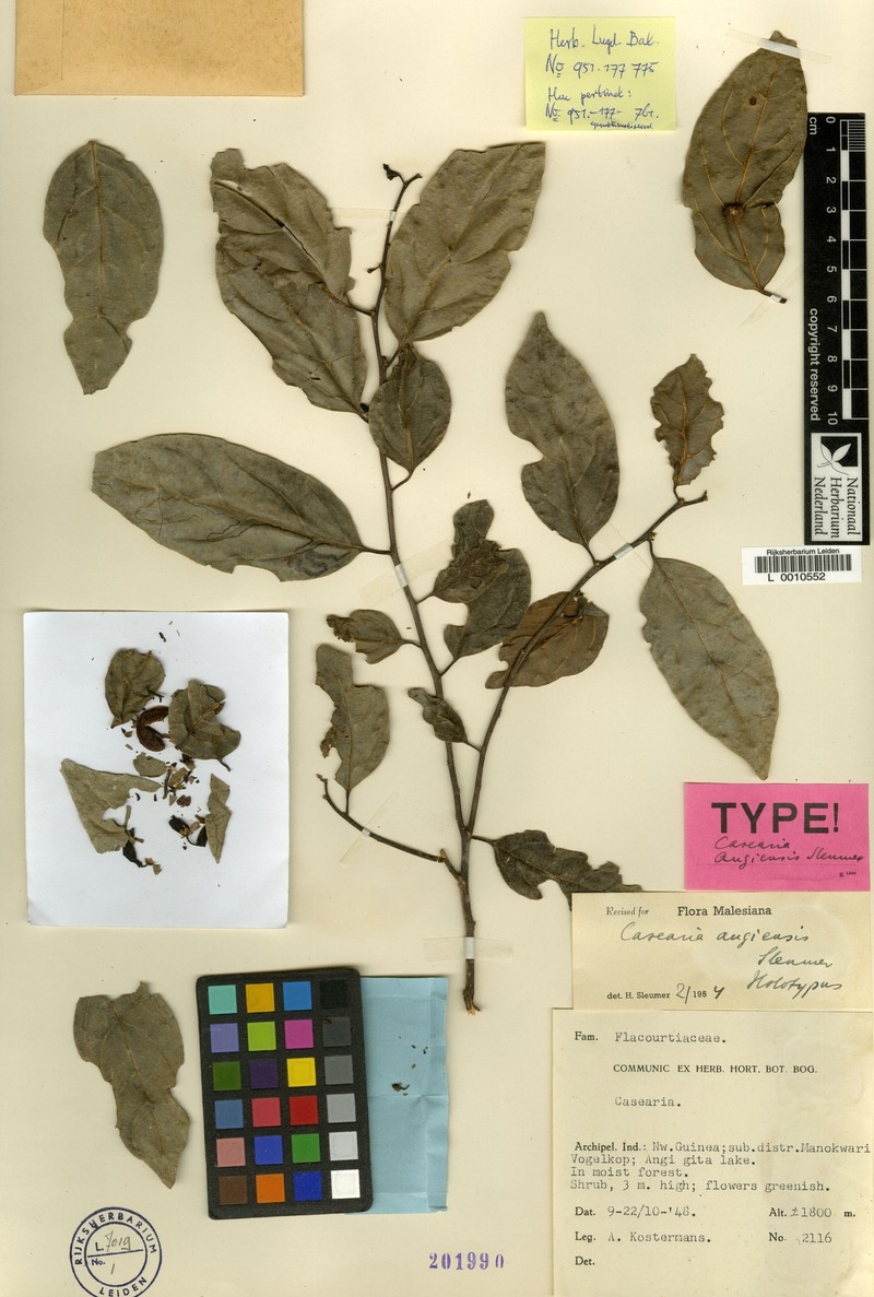 Casearia angiensis photo 2