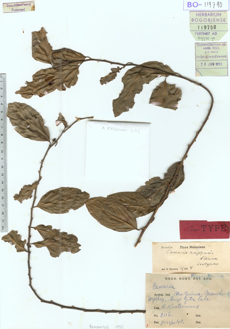 Casearia angiensis photo 3