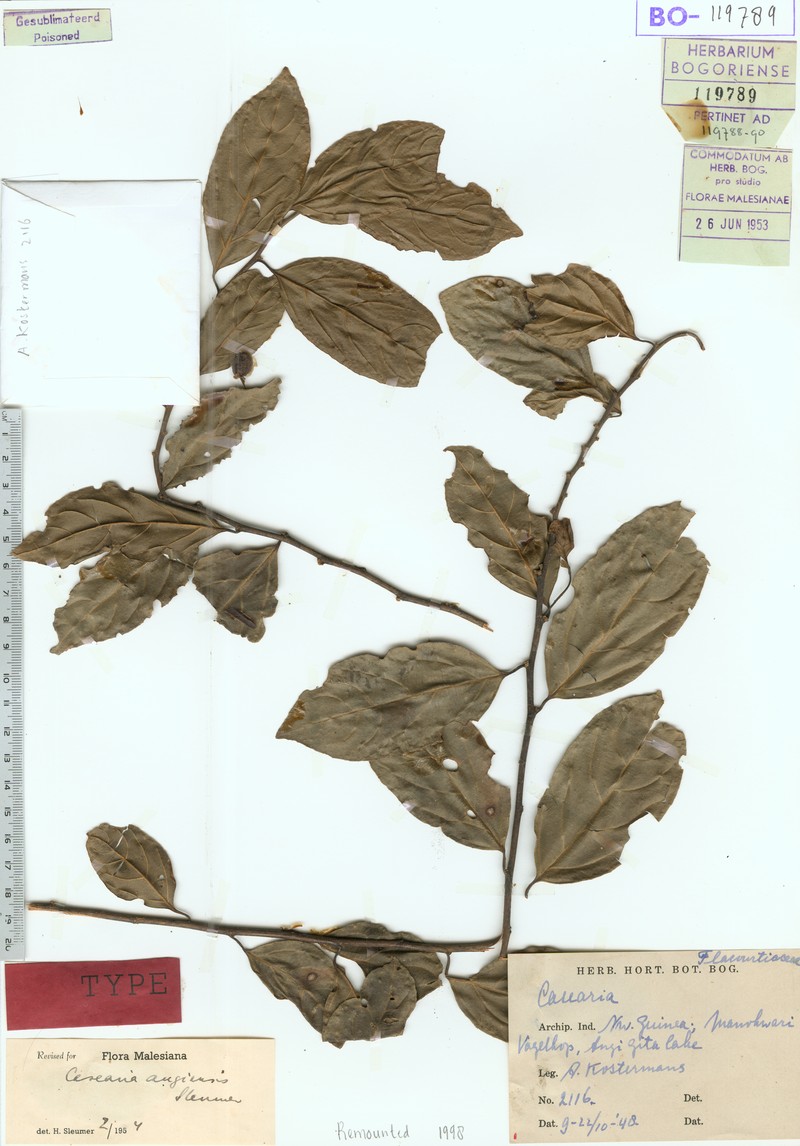 Casearia angiensis photo 4