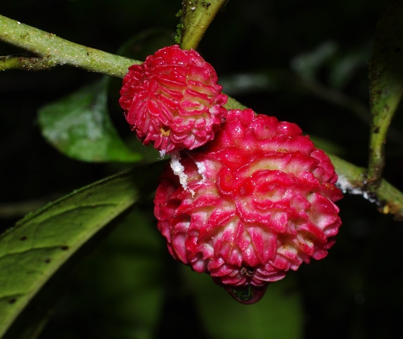 Casearia apodantha