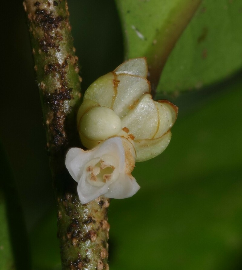 Casearia apodantha photo 2