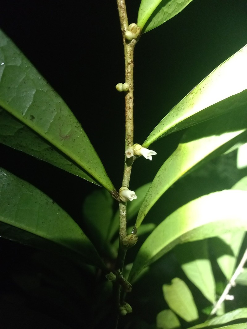 Casearia apodantha photo 3