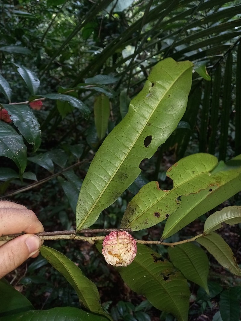 Casearia apodantha photo 4