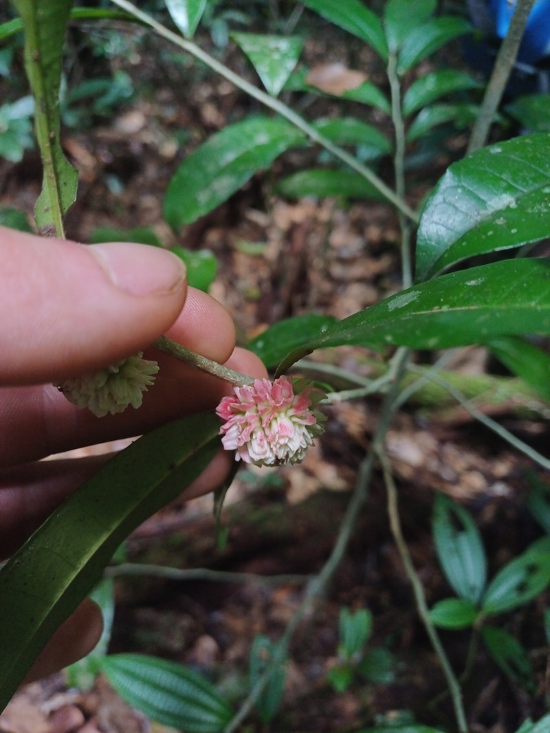 Casearia apodantha photo 5
