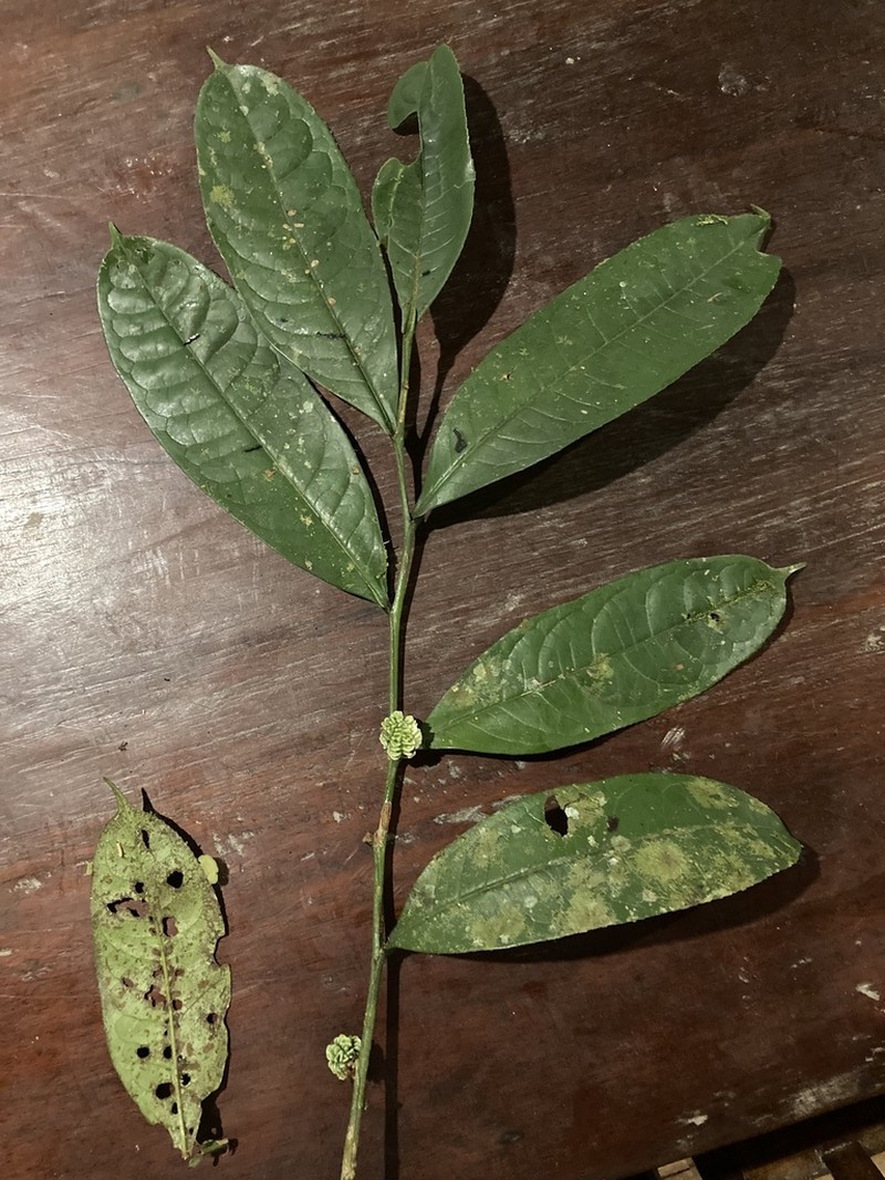Casearia apodantha photo 6