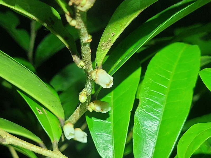 Casearia apodantha photo 7