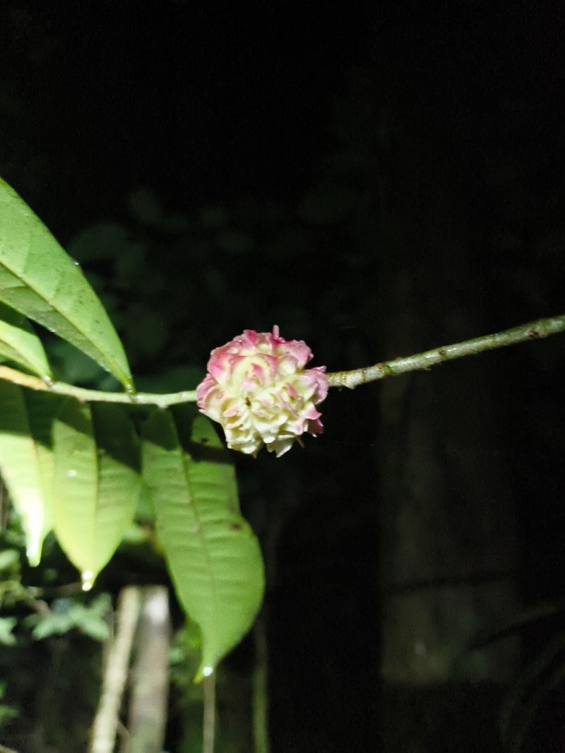 Casearia apodantha photo 8