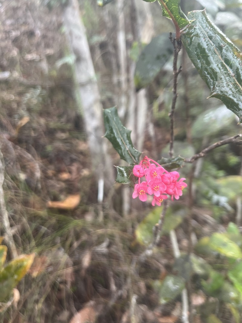 Casearia aquifolia photo 3