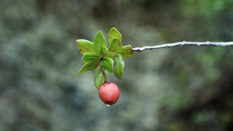 Casearia aquifolia photo 4