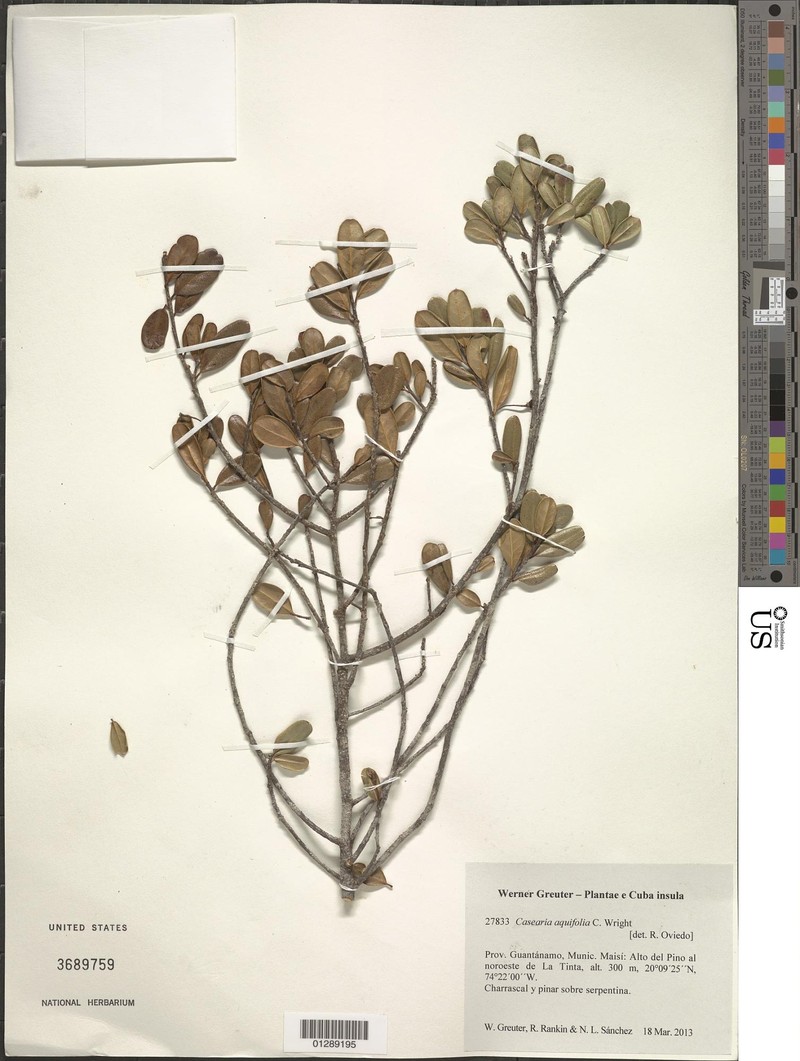 Casearia aquifolia photo 5