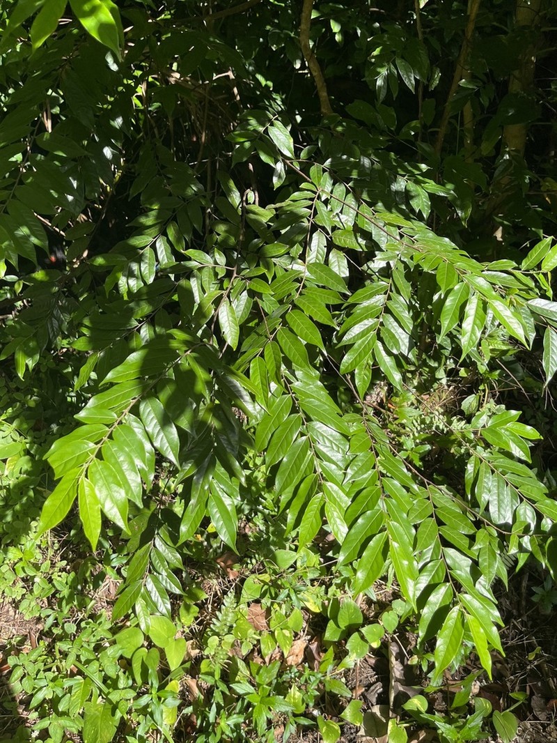 Gia Verde photo 3
