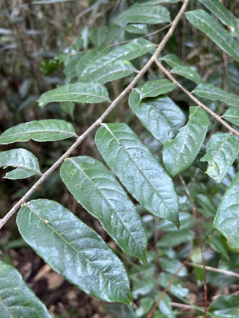 Gia Verde photo 4