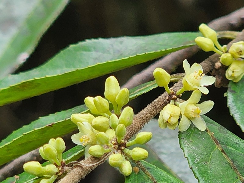Gia Verde photo 8