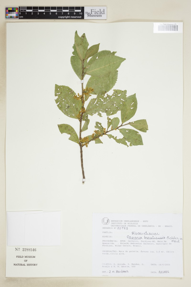 Casearia arborea subsp. arborea