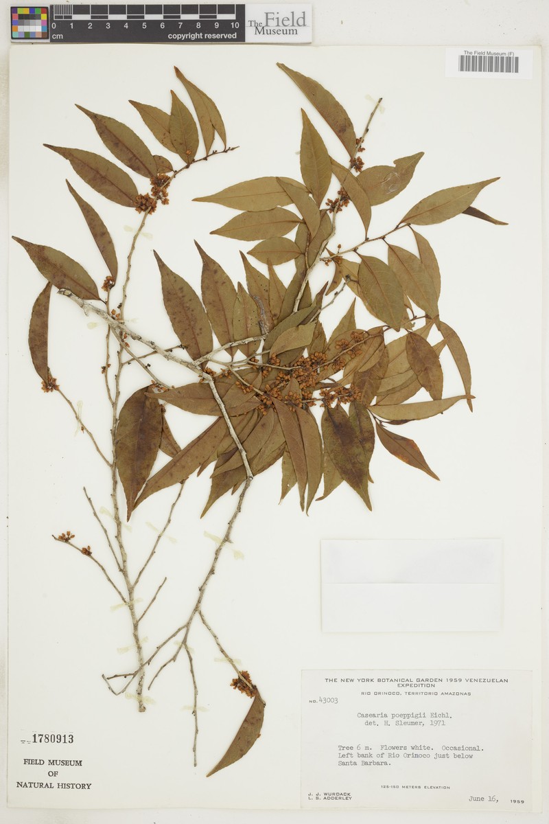 Casearia arborea subsp. arborea photo 2