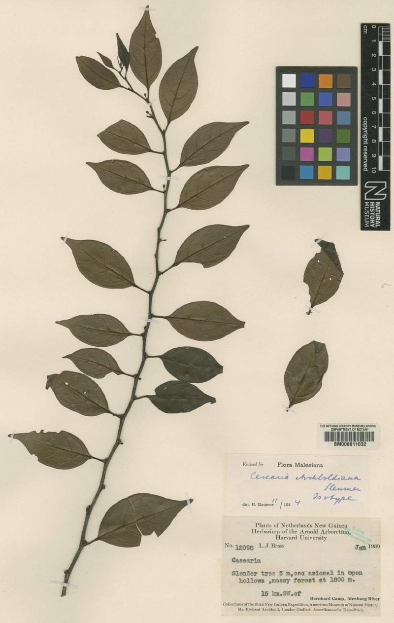 Casearia archboldiana
