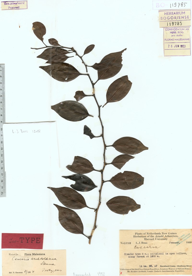 Casearia archboldiana photo 3
