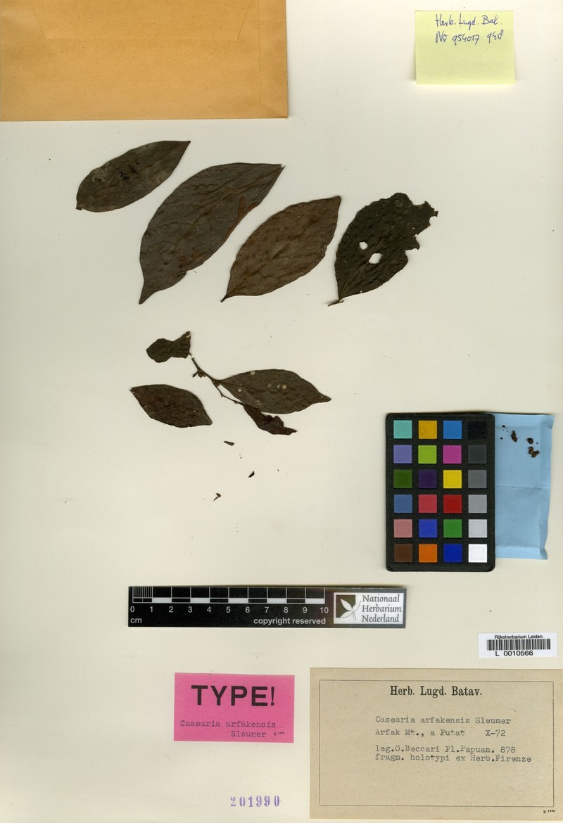 Casearia arfakensis