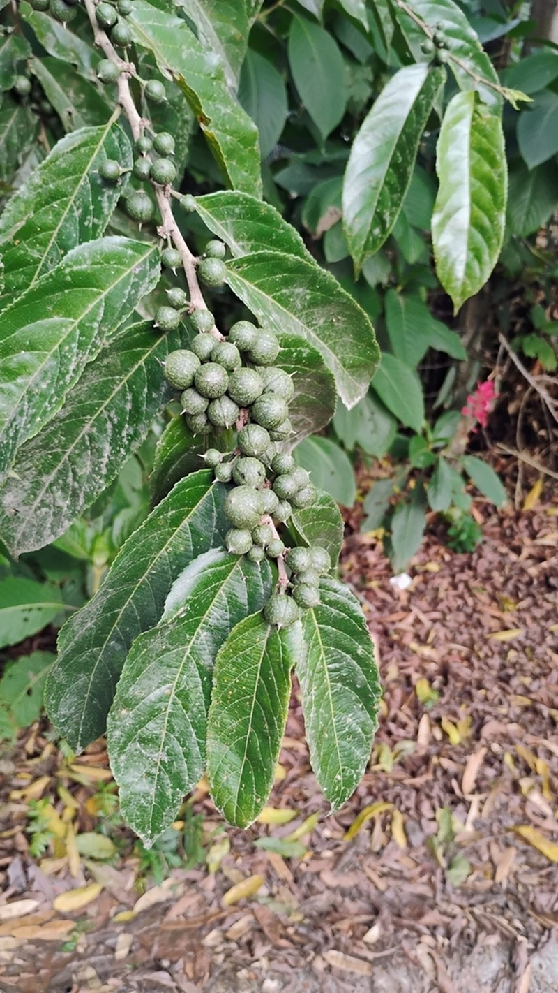 Casearia arguta
