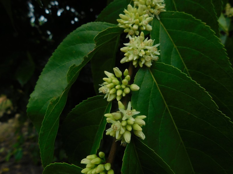 Casearia arguta photo 2