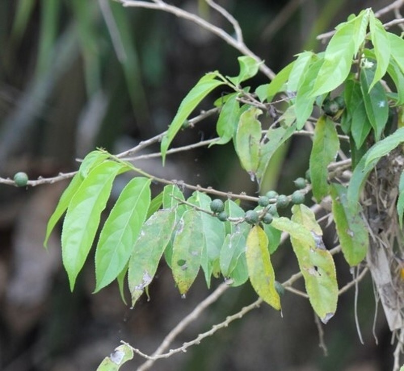 Casearia arguta photo 3