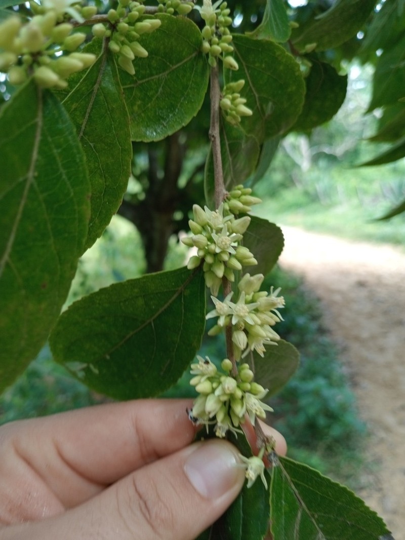 Casearia arguta photo 4