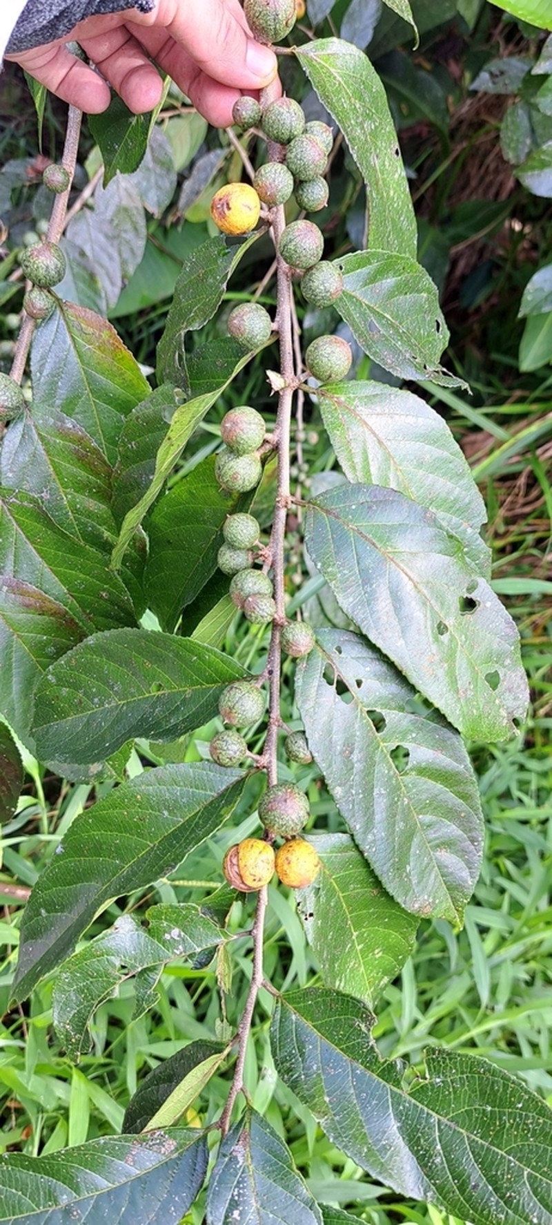 Casearia arguta photo 5
