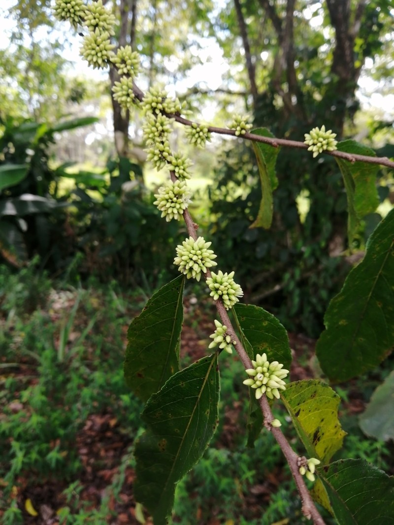 Casearia arguta photo 6