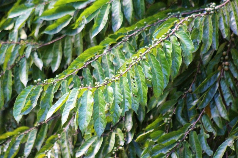 Casearia arguta photo 8