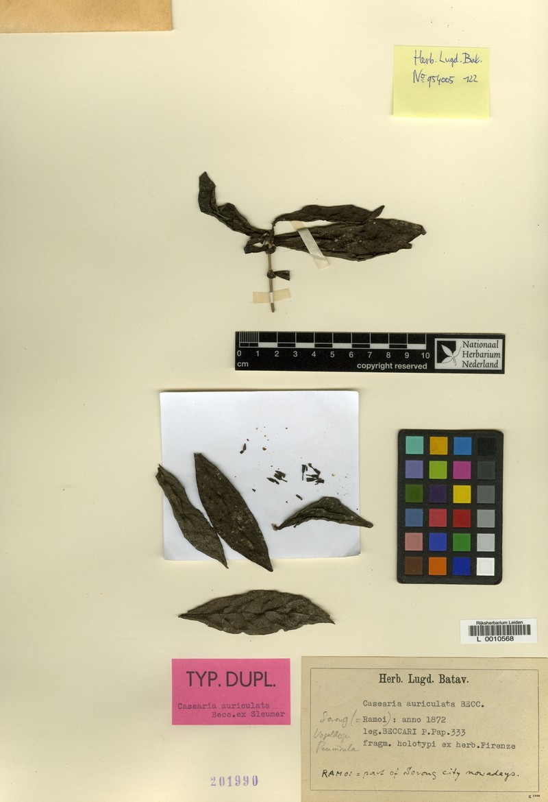 Casearia auriculata