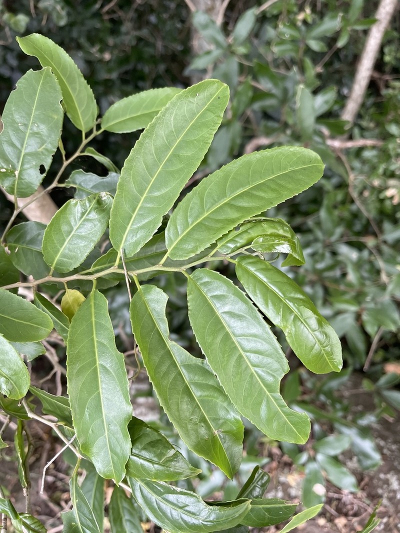 Casearia austroafricana