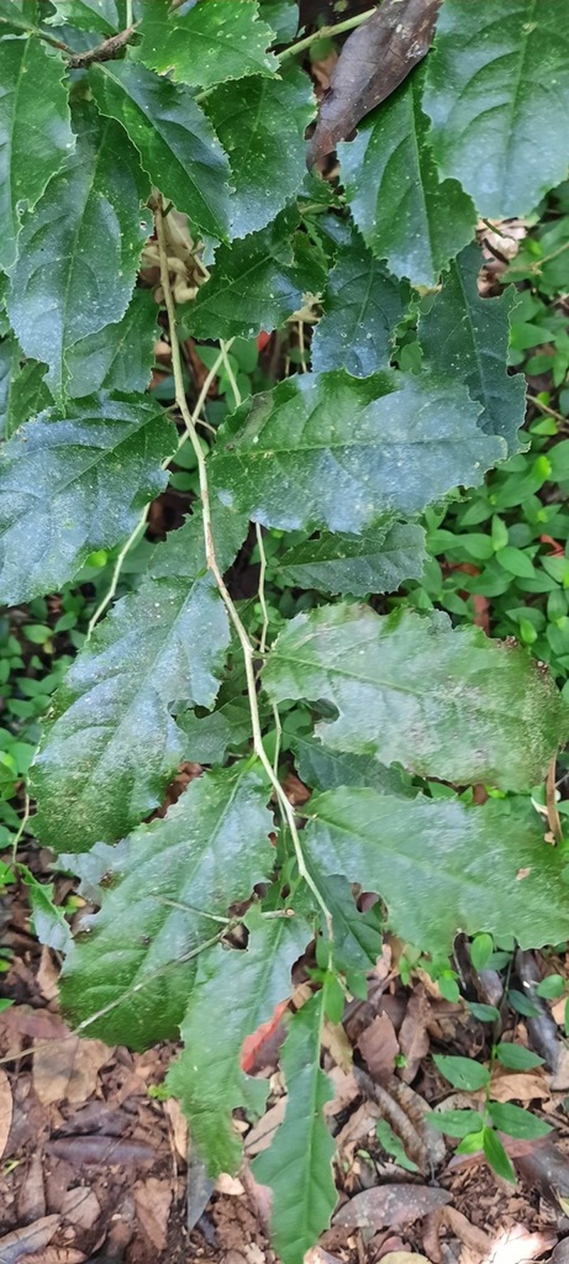 Casearia austroafricana photo 2