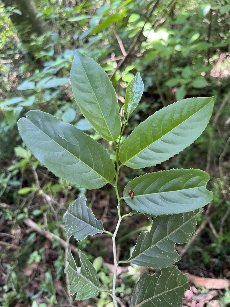 Casearia austroafricana photo 3