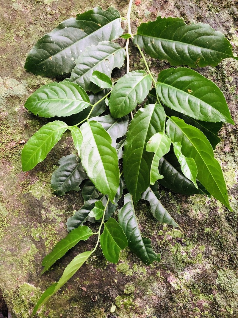 Casearia austroafricana photo 4