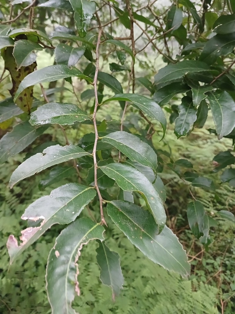 Casearia austroafricana photo 5