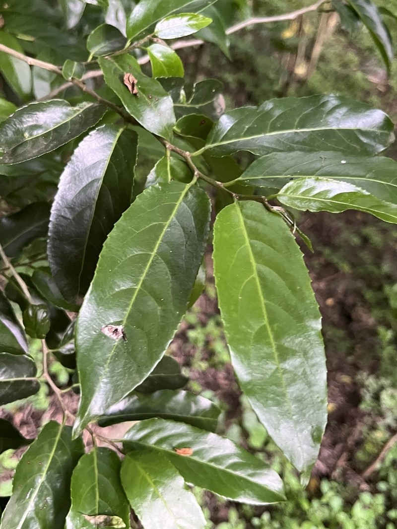 Casearia austroafricana photo 6