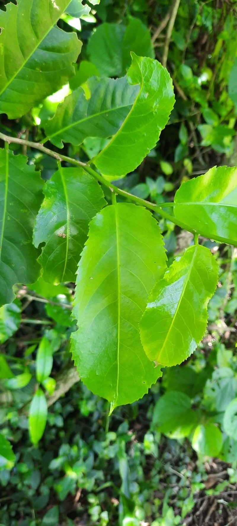 Casearia austroafricana photo 7