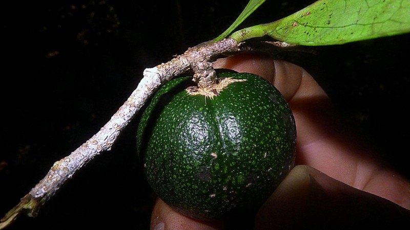Casearia bahiensis