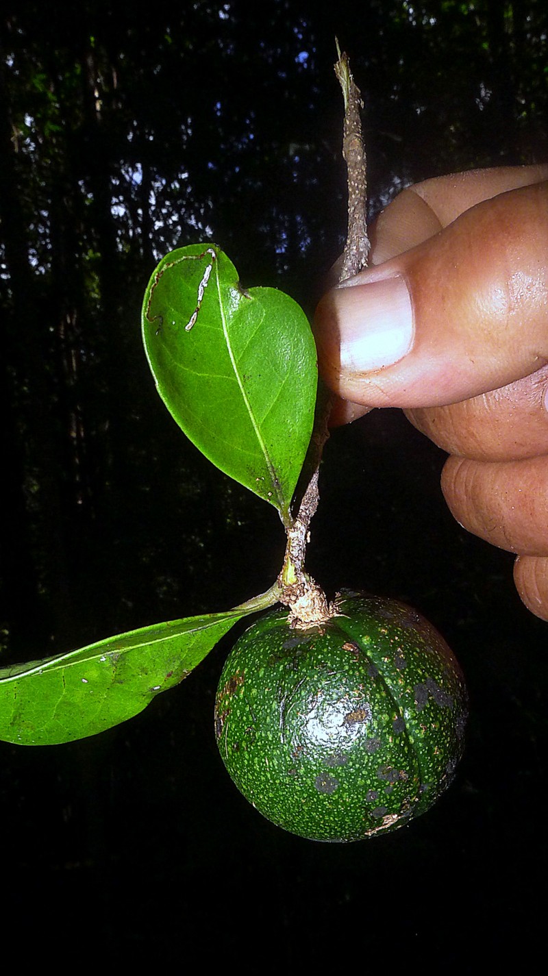Casearia bahiensis photo 2