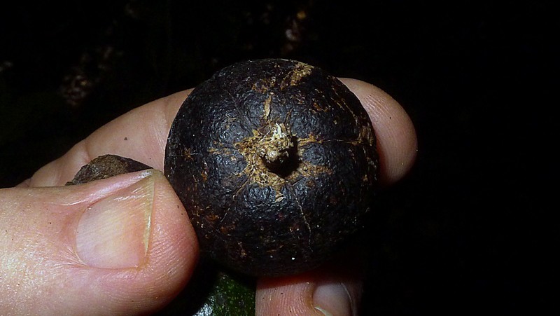 Casearia bahiensis photo 3