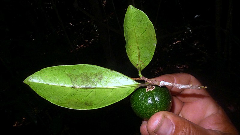 Casearia bahiensis photo 4