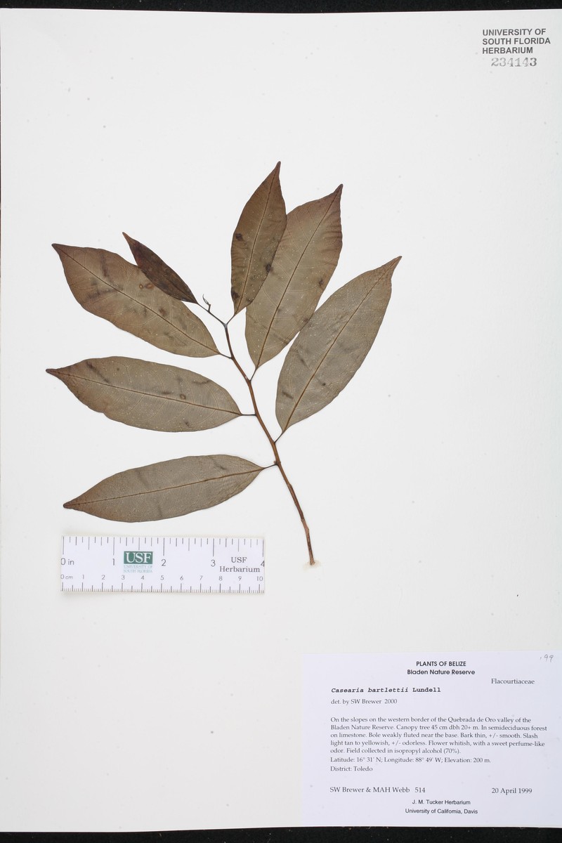 Casearia bartlettii
