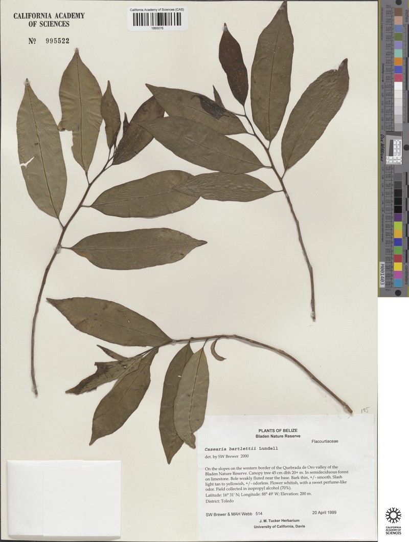 Casearia bartlettii photo 2