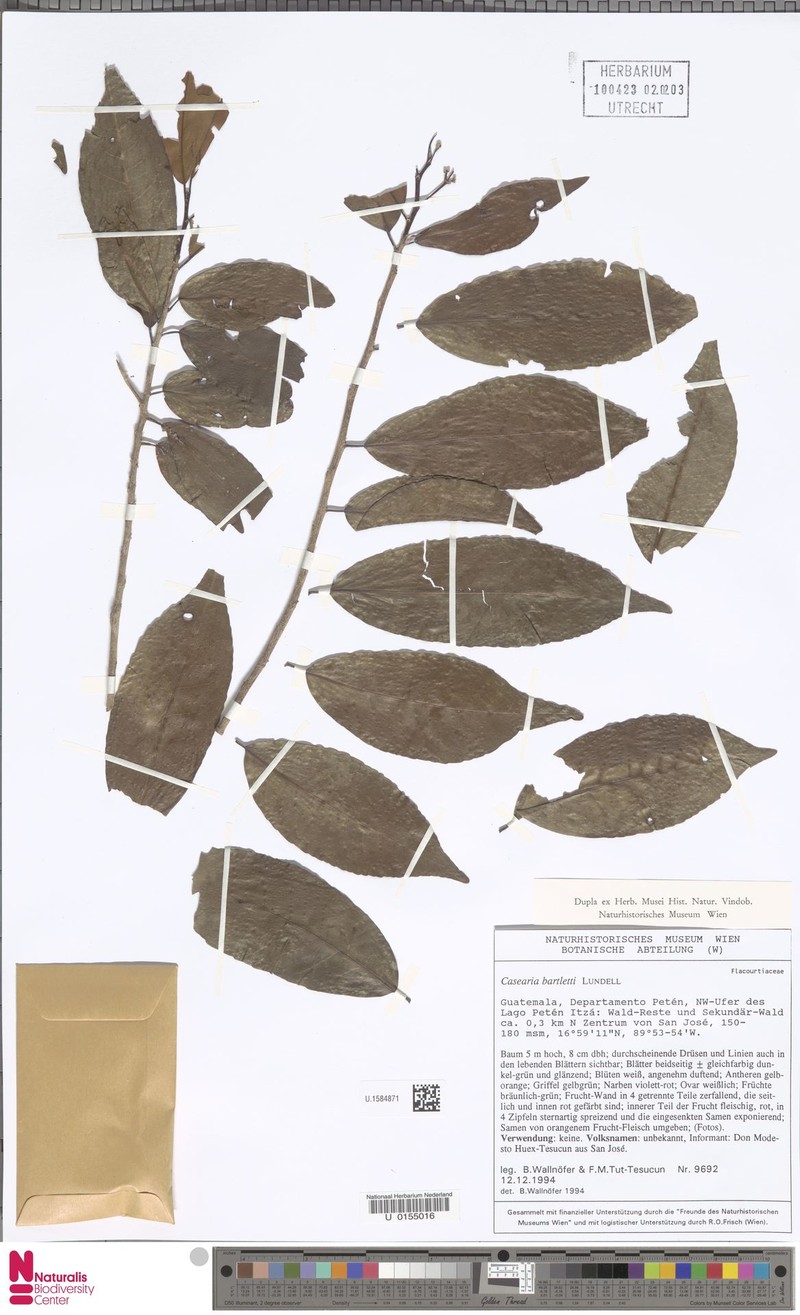 Casearia bartlettii photo 3